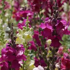 Attēlu rezultāti vaicājumam “Antirrhinum majus”