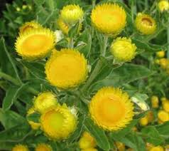 Image result for Helichrysum subulifolium