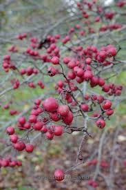 Attēlu rezultāti vaicājumam “Crataegus persimilis”