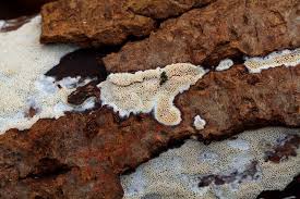 Attēlu rezultāti vaicājumam “Ceriporiopsis aneirina”