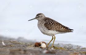 Attēlu rezultāti vaicājumam “Tringa glareola”