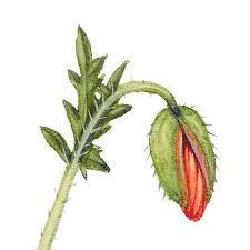 Attēlu rezultāti vaicājumam “Papaver argemone bud”