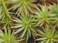 Attēlu rezultāti vaicājumam “Polytrichastrum pallidisetum cells”