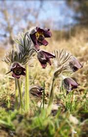 Attēlu rezultāti vaicājumam “Pulsatilla pratensis flower”