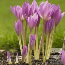 Attēlu rezultāti vaicājumam “Colchicum autumnale”
