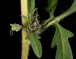 Attēlu rezultāti vaicājumam “Ambrosia artemisiifolia bud”