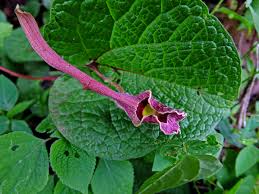 Attēlu rezultāti vaicājumam “Aristolochiaceae”