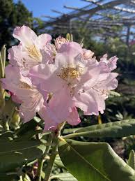 Image result for haaga tehron