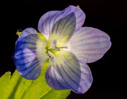 Attēlu rezultāti vaicājumam “Veronica filiformis flower”
