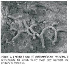 Attēlu rezultāti vaicājumam “Willkommlangea reticulata”