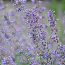 Attēlu rezultāti vaicājumam “Nepeta x faassenii flower”