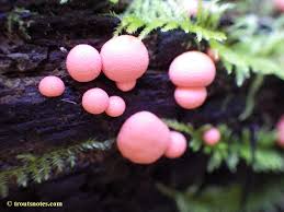 Attēlu rezultāti vaicājumam “Lycogala sp.”