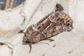 Attēlu rezultāti vaicājumam “Thalpophila matura”