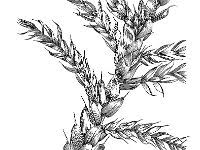 Attēlu rezultāti vaicājumam “Cirriphyllum piliferum”