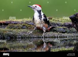 Attēlu rezultāti vaicājumam “Dendrocopos medius adult”