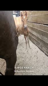 Image result for Kings Ranch Riding School/Club