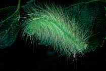 Attēlu rezultāti vaicājumam “Acronicta leporina larva”