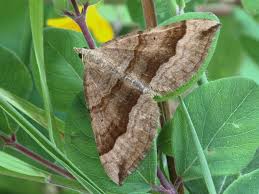 Attēlu rezultāti vaicājumam “Scotopteryx chenopodiata”