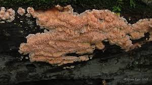 Attēlu rezultāti vaicājumam “Rhodonia placenta”