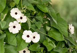 Image result for schwarzäugige Susanne