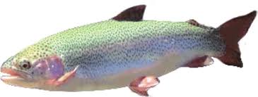 Image result for Oncorhynchus mykiss