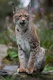 Image result for Lancashire Lynx