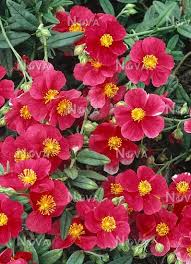 Attēlu rezultāti vaicājumam “Helianthemum x hybridum”