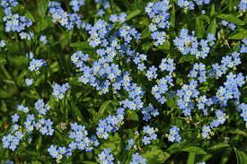 Image result for Vergissmeinnicht