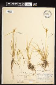 Attēlu rezultāti vaicājumam “Carex viridula”