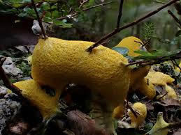 Attēlu rezultāti vaicājumam “Fuligo septica var. rosea young”