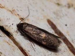 Attēlu rezultāti vaicājumam “Borkhausenia minutella”