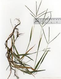 Attēlu rezultāti vaicājumam “Digitaria ischaemum”