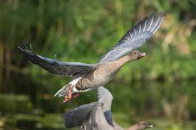 Attēlu rezultāti vaicājumam “Anser brachyrhynchus”