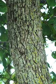 Attēlu rezultāti vaicājumam “Crataegus macracantha fruit”