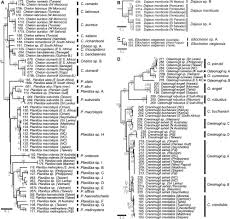 Image result for Chelon richardsonii