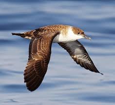 Image result for Puffinus gravis