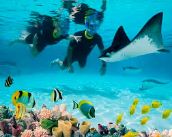 Image result for Discover Swimming