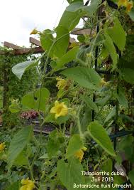 Attēlu rezultāti vaicājumam “Thladiantha dubia”