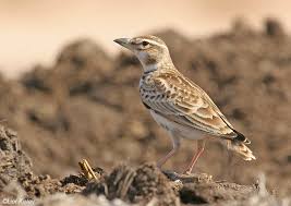 Image result for Melanocorypha bimaculata