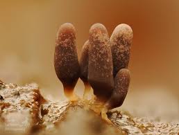 Attēlu rezultāti vaicājumam “Arcyria incarnata spores”