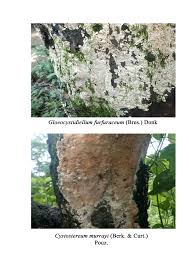 Attēlu rezultāti vaicājumam “Cystostereum murrayi”