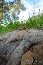 Attēlu rezultāti vaicājumam “Pilobolus crystallinus”