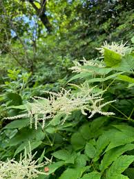 Image result for Aruncus dioicus