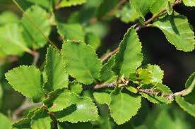 Attēlu rezultāti vaicājumam “Betula”