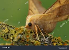 Attēlu rezultāti vaicājumam “Ennomos autumnaria male”