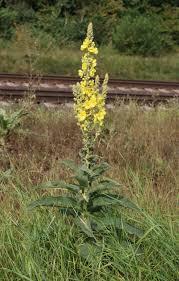 Attēlu rezultāti vaicājumam “Verbascum”