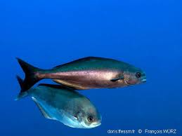 Image result for Schedophilus ovalis