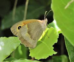 Attēlu rezultāti vaicājumam “Maniola jurtina”