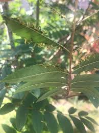 Attēlu rezultāti vaicājumam “Collaria arcyrionema young”