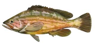 Image result for Mycteroperca rubra